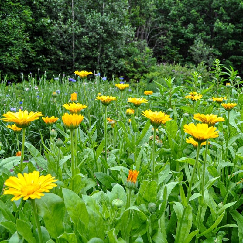 Healing Herbs Seed Collection