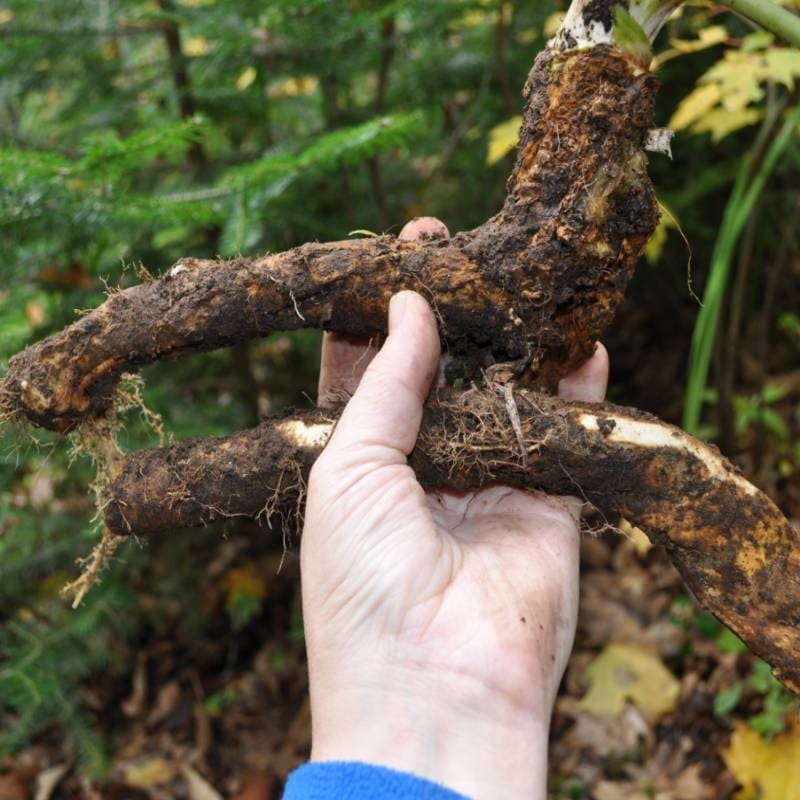Horseradish ‘Big Top’