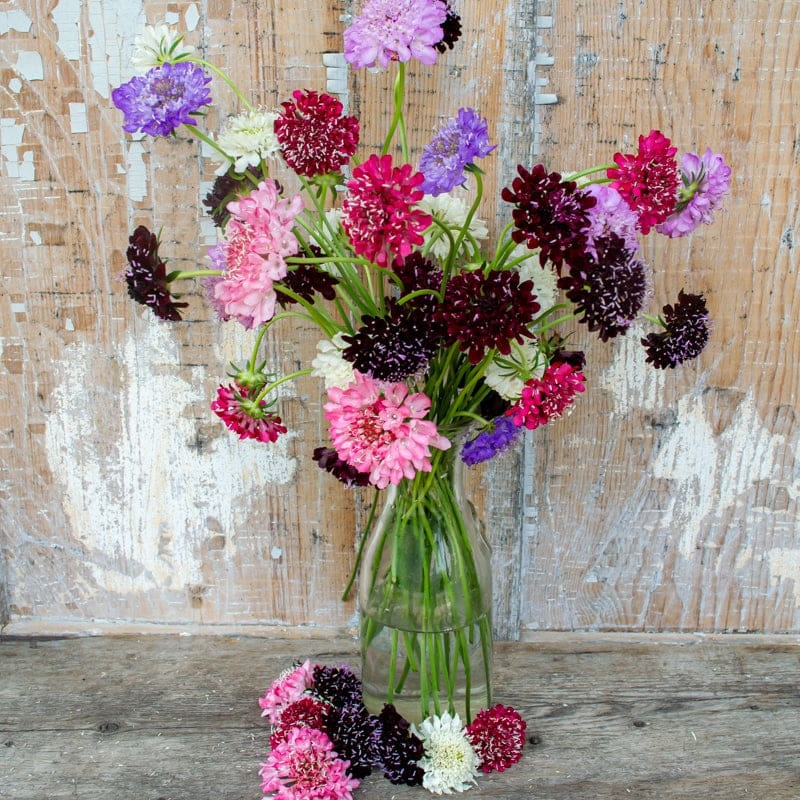 Imperial Mix Scabiosa
