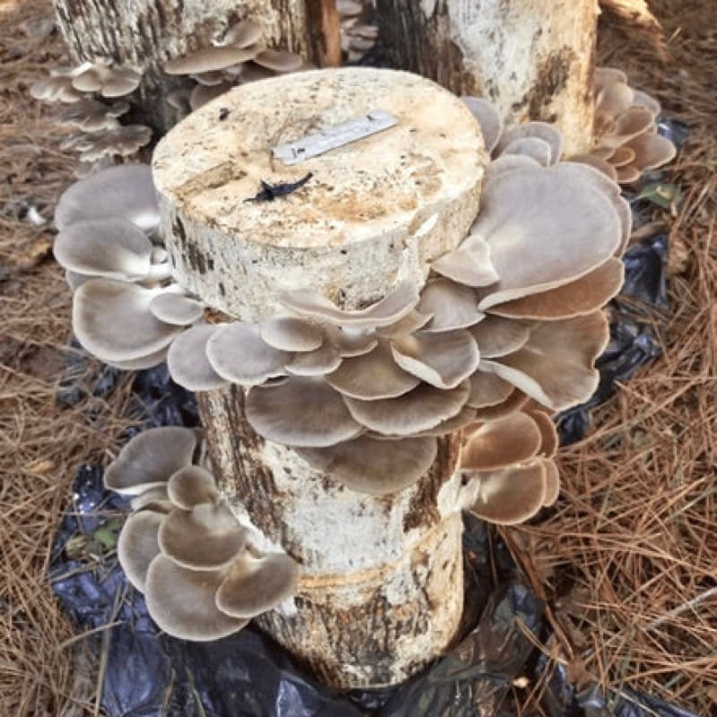 Italian Oyster Mushroom Outdoor Log Growing Kit