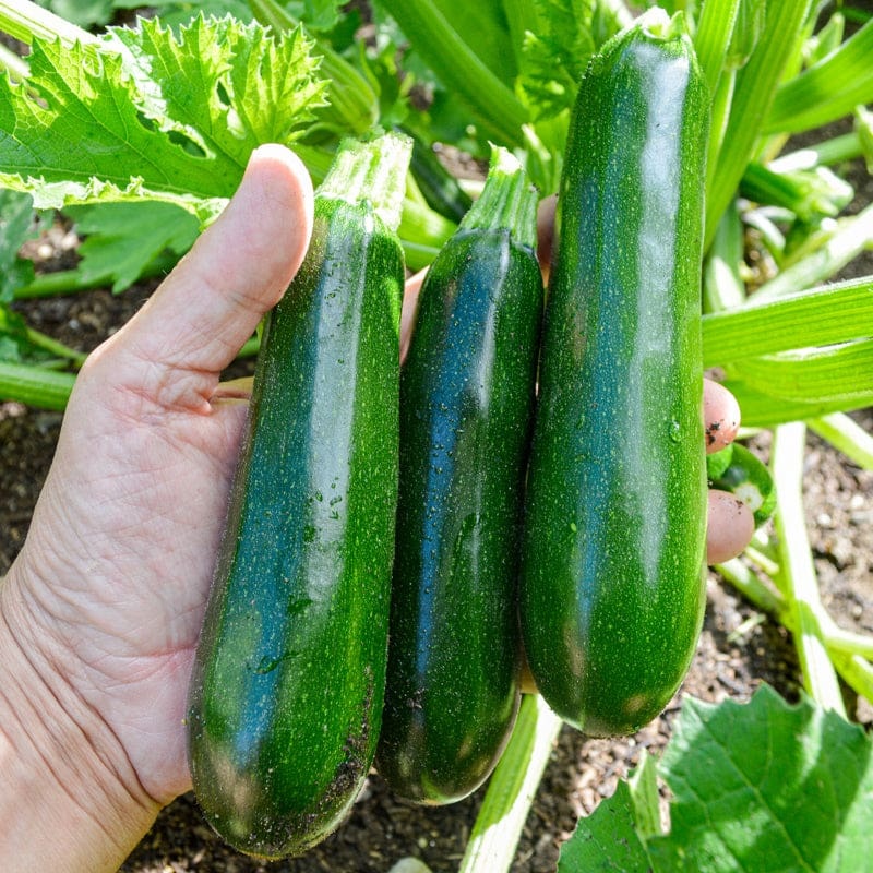 Kefren Zucchini (F1 Hybrid 50 Days)