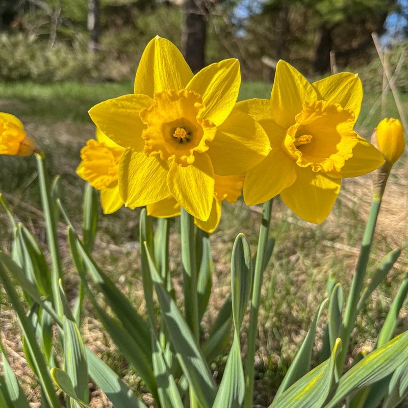 King Alfred Narcissus