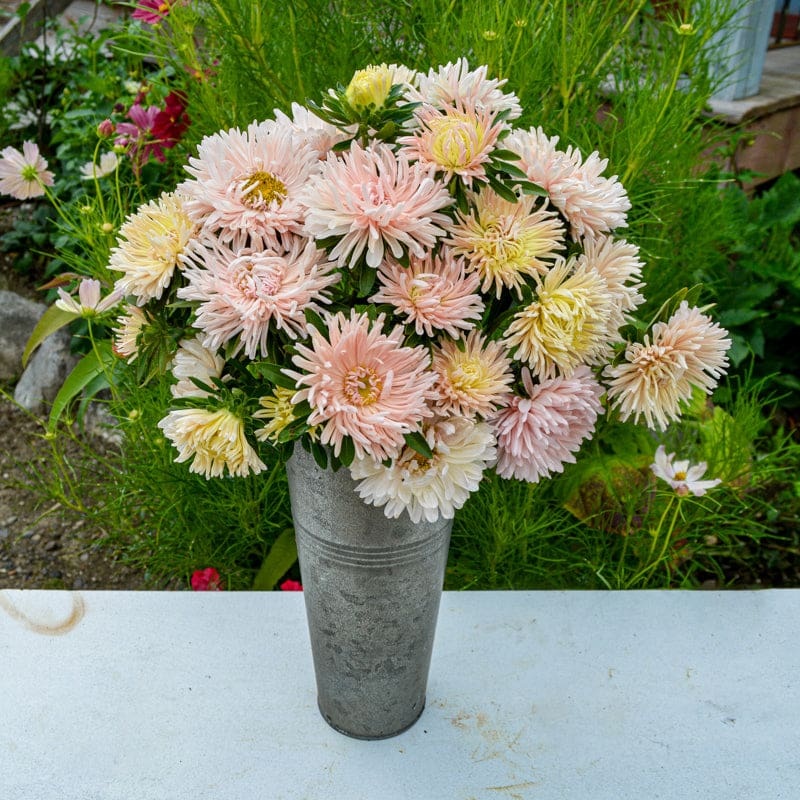 King Sized Apricot Aster