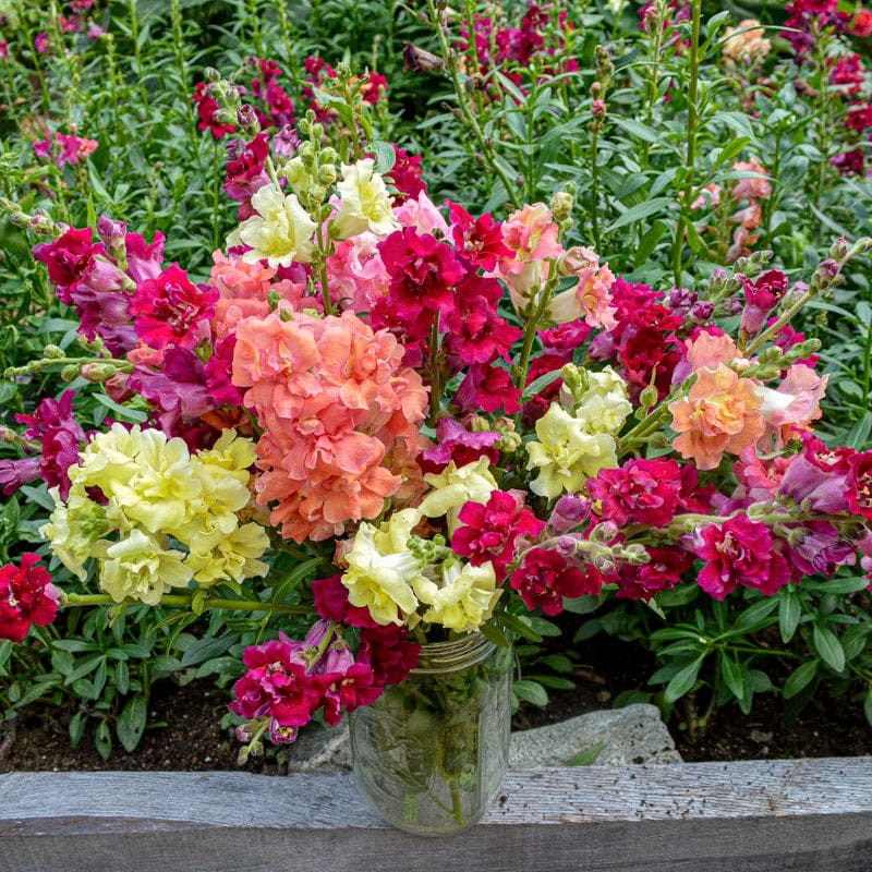 Madame Butterfly Mix Snapdragon