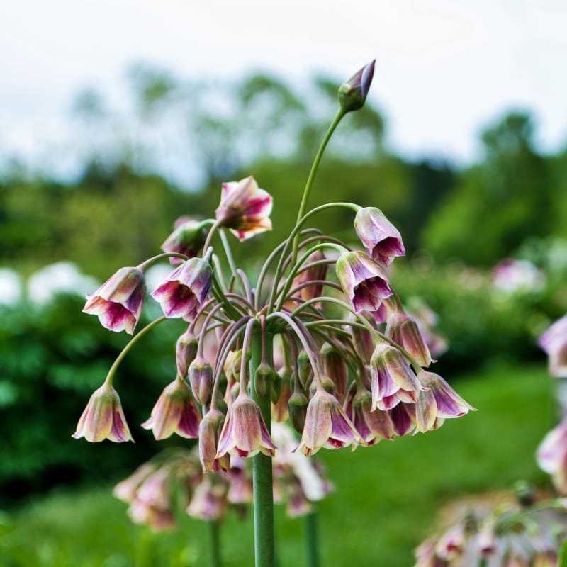 Mediterranean Bells Allium
