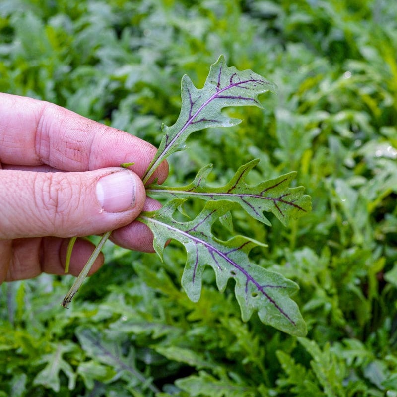 Nemesis Arugula (F1 Hybrid 35 Days)