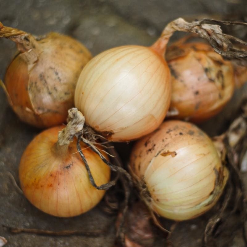 Onion Plants ‘Candy’