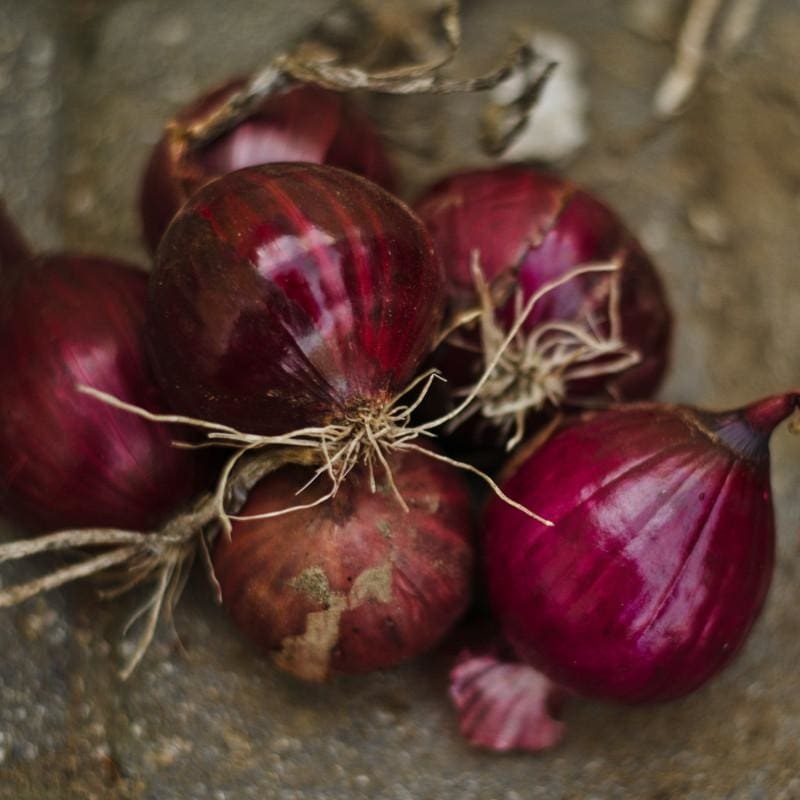 Onion Plants ‘Candy Apple Red’