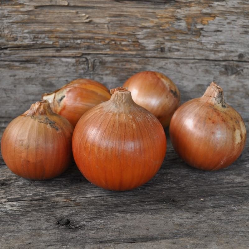 Onion Plants ‘Patterson’