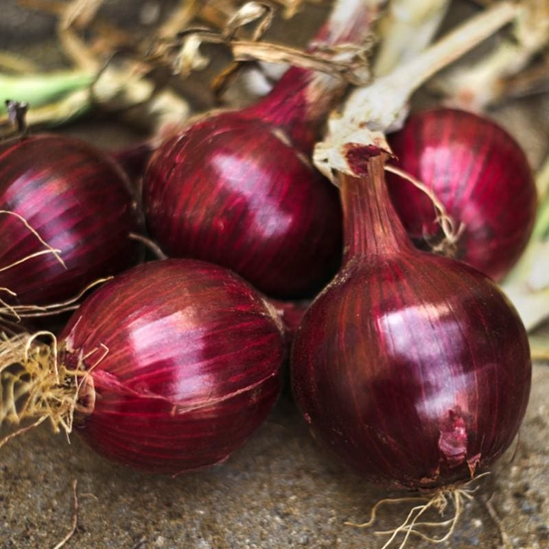 Onion Plants ‘Redwing’