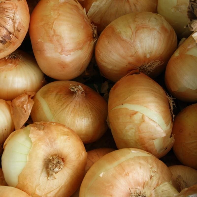 Onion Plants ‘Texas Supersweet’ (1015-Y)