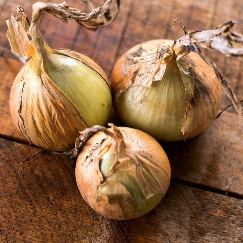 Onion Plants ‘Walla-Walla’