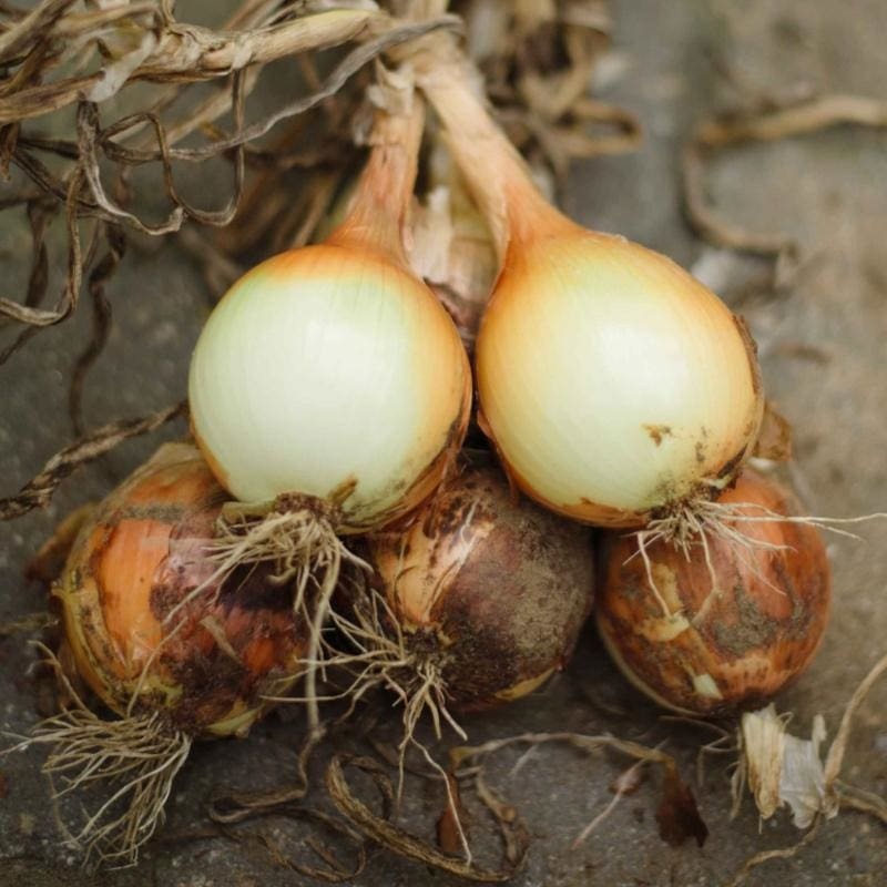Onion Plants ‘Yellow Sweet Spanish’