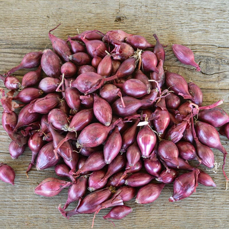 Onion Sets ‘Red Baron’