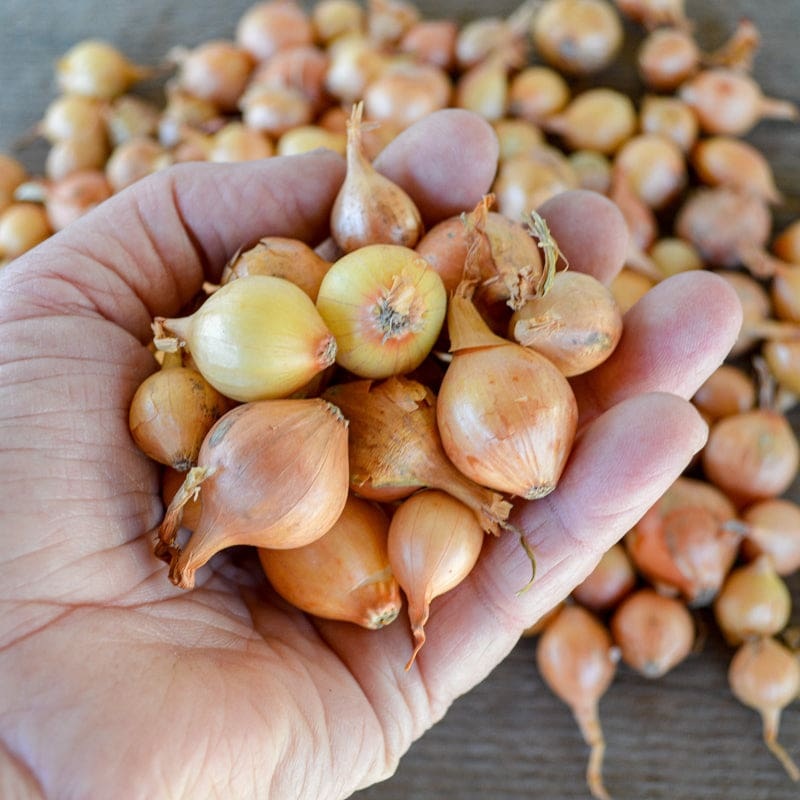 Onion Sets ‘Stuttgarter’