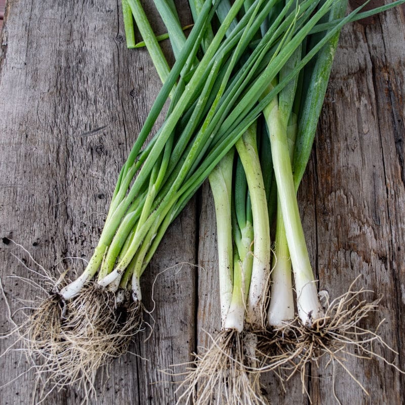 Parade Bunching Onion (Organic 65 Days)
