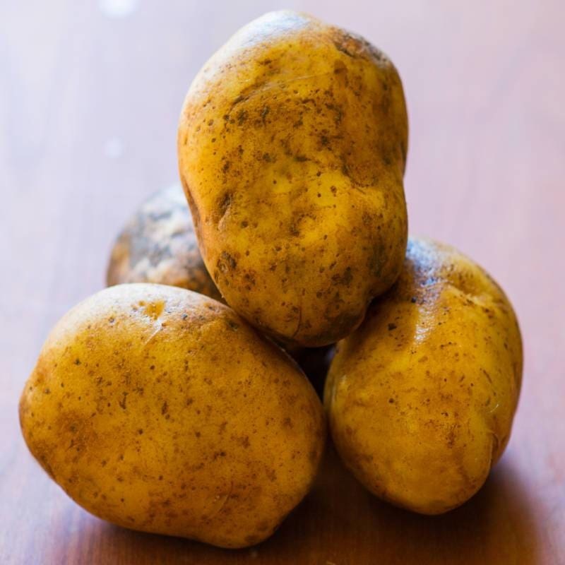Potato ‘Kennebec’