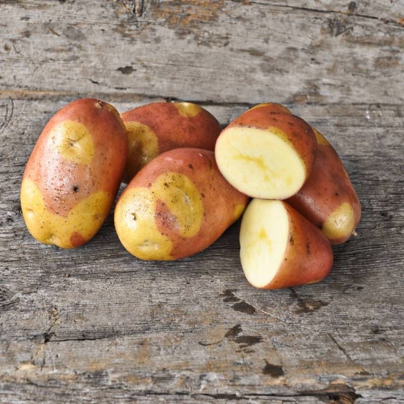 Potato ‘Pinto Gold’