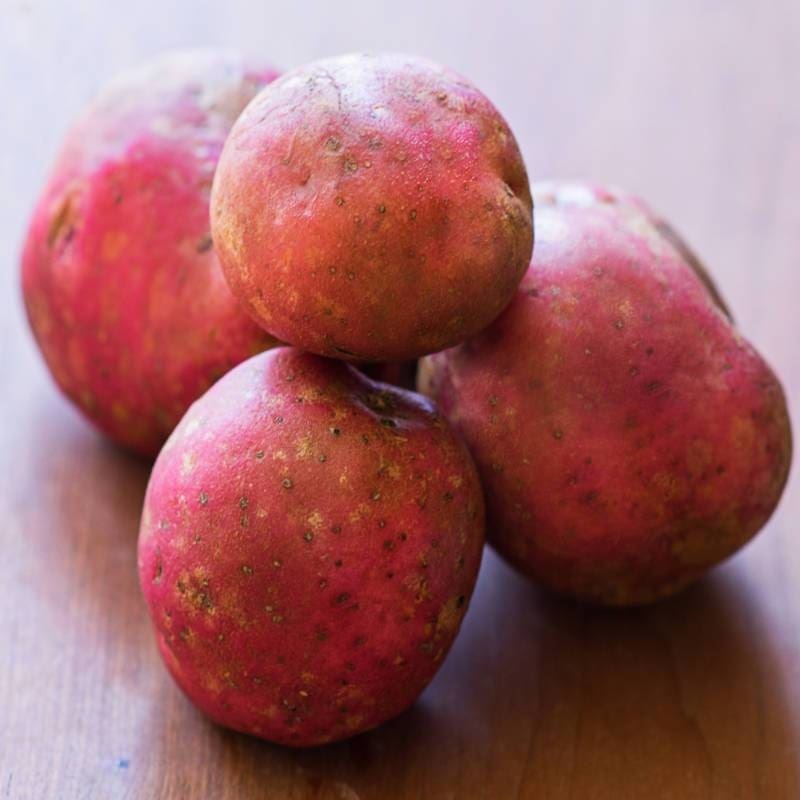 Potato ‘Red Pontiac’