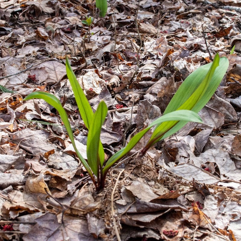 Ramps ‘Wild Leeks’