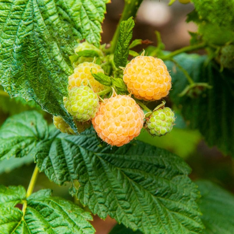 Raspberry ‘Anne’