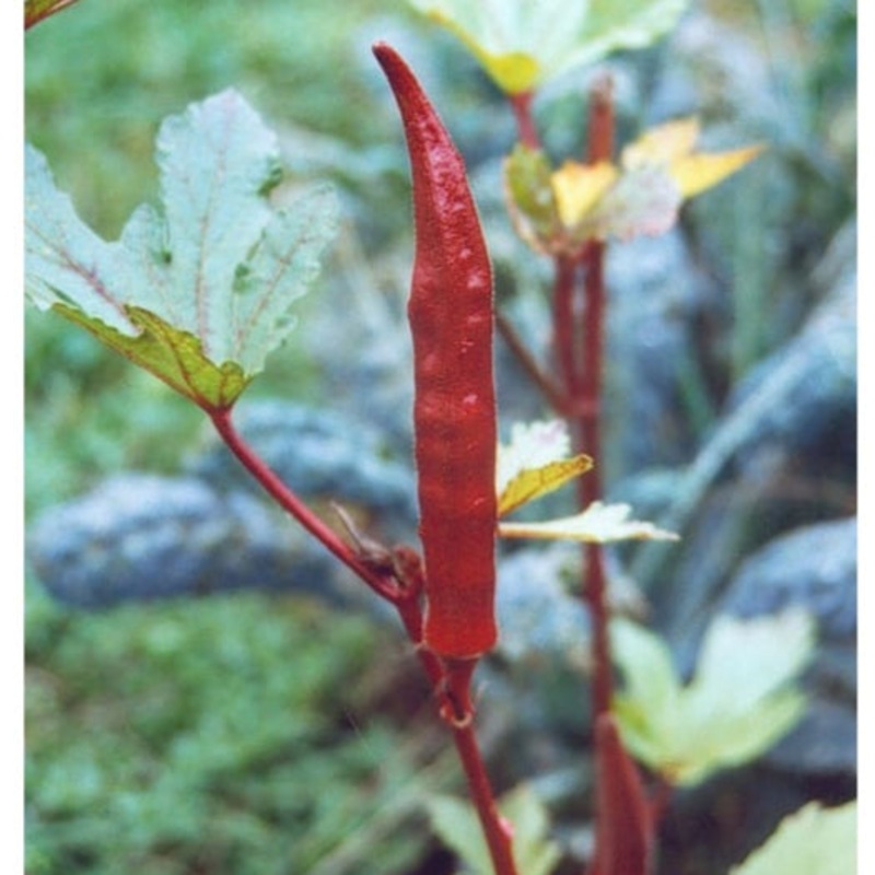 Red Burgundy Okra (55 Days)