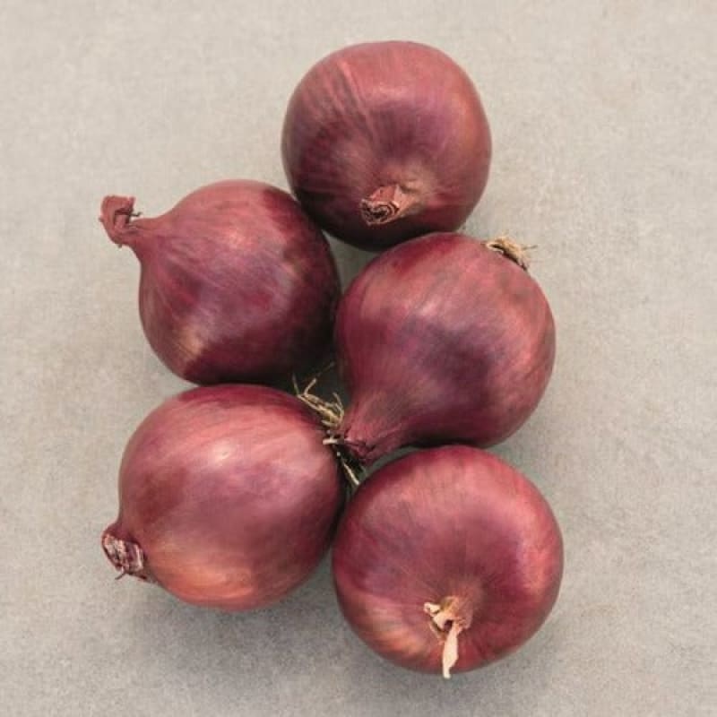 Red Carpet Onion (Organic F1 Hybrid 115 Days)