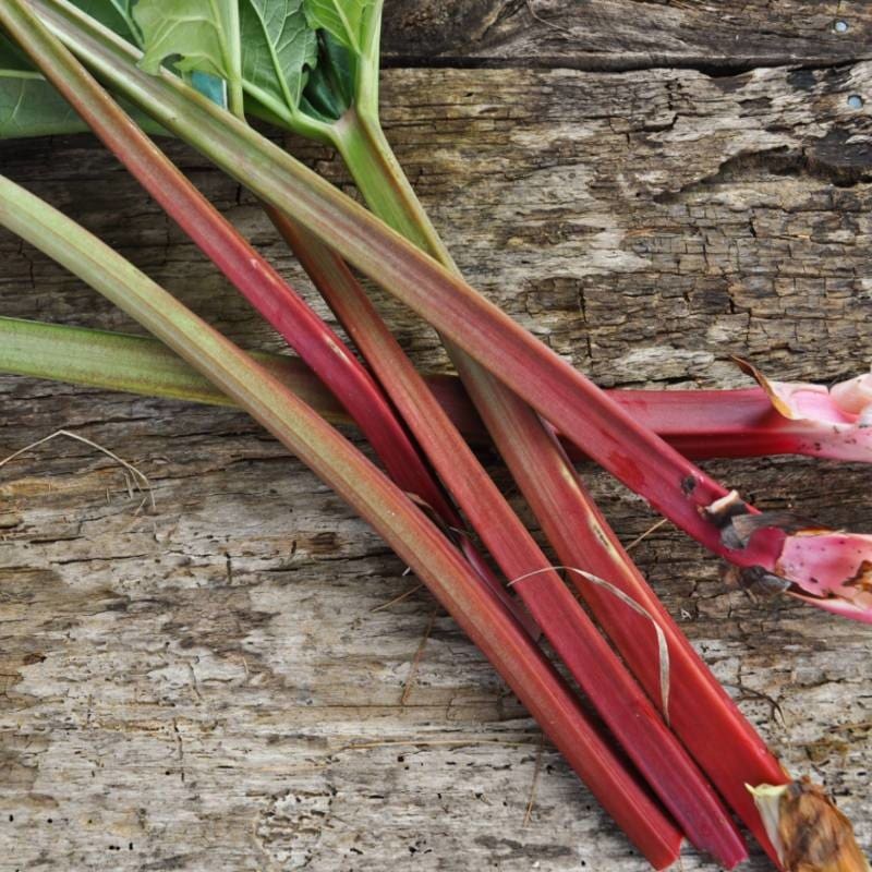 Rhubarb ‘MacDonald’