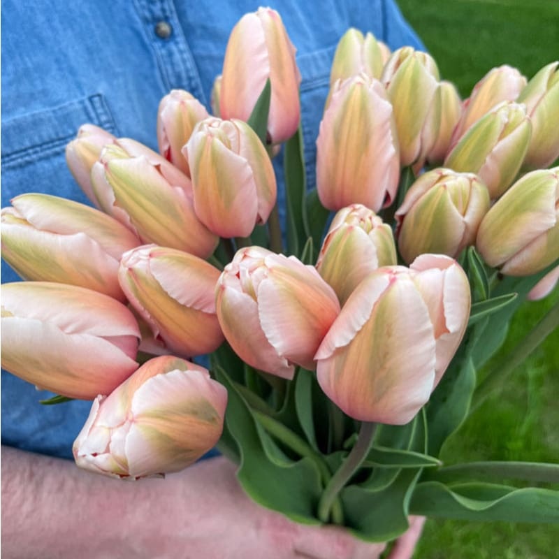 Salmon Impression Tulip
