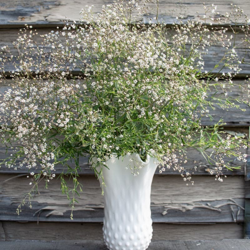 Snowflake Baby’s Breath