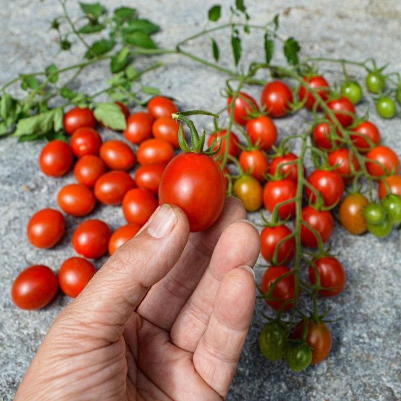Sugar Rush Tomato (F1 Hybrid 55 Days)