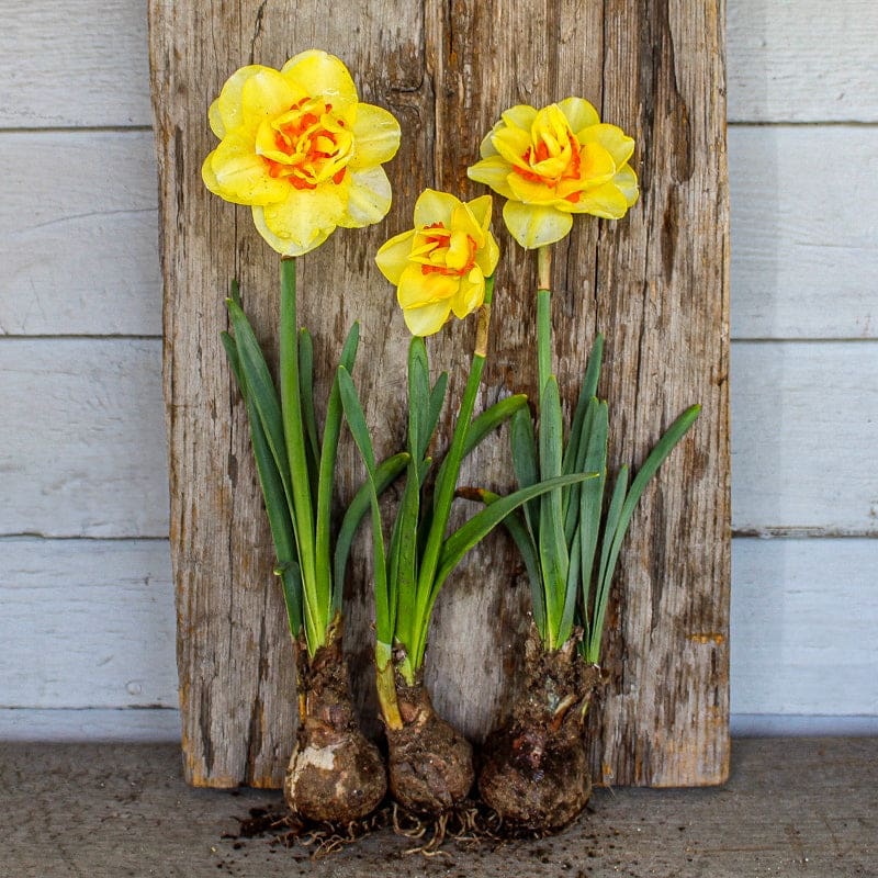 Tahiti Narcissus
