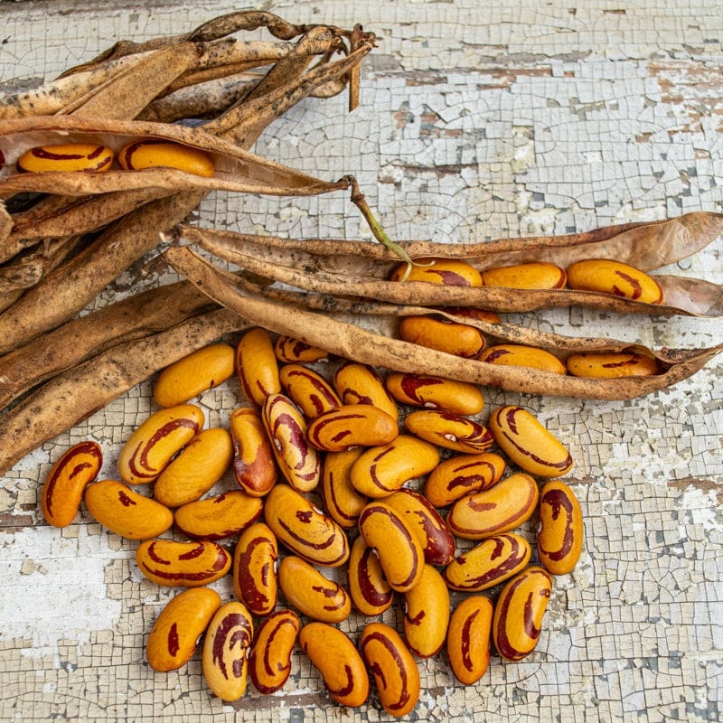 Tiger’s Eye Bush Dried Bean (85 Days)