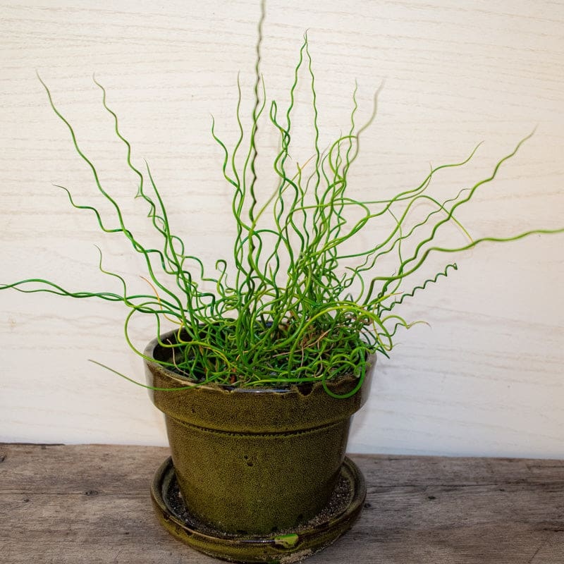 Twister Juncus Grass