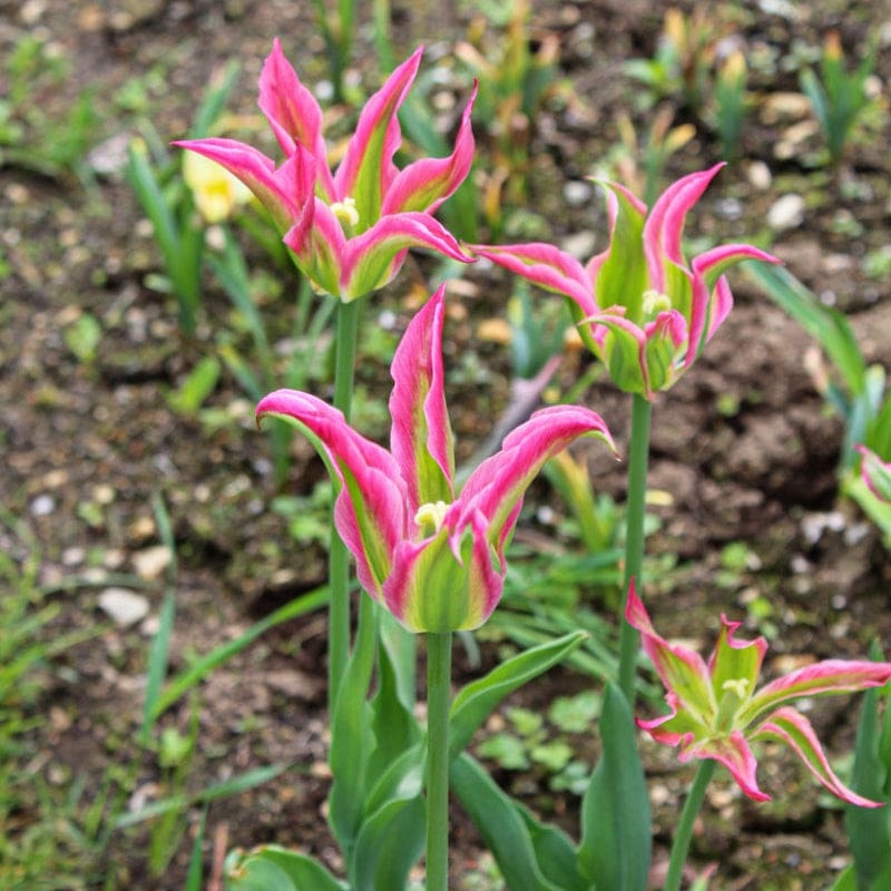 Virichic Tulip