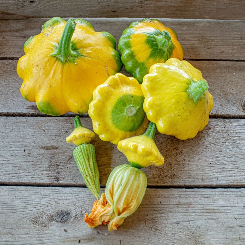 Y-Star Summer Squash (Organic F1 Hybrid 50 Days)