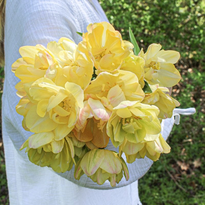 Creme Upstar Tulip
