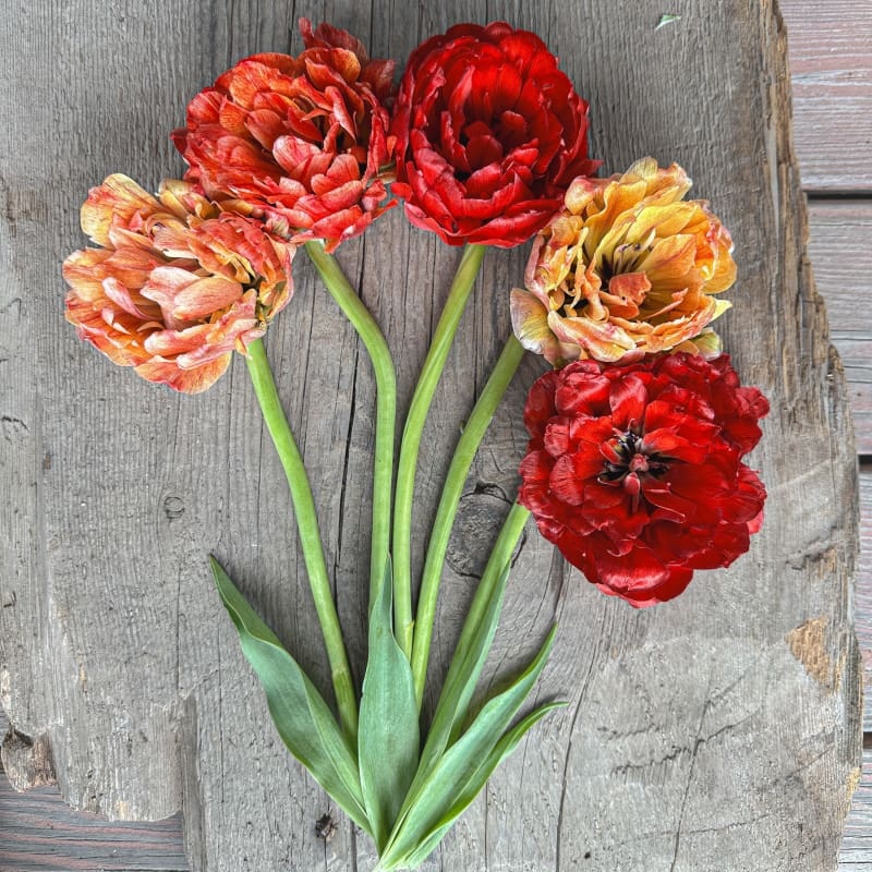 Double Gudoshnik Tulip