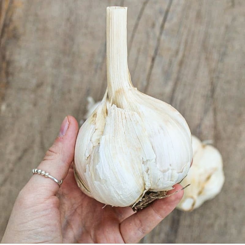 Elephant Garlic