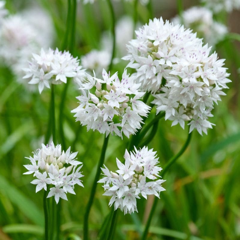 Graceful Beauty Allium