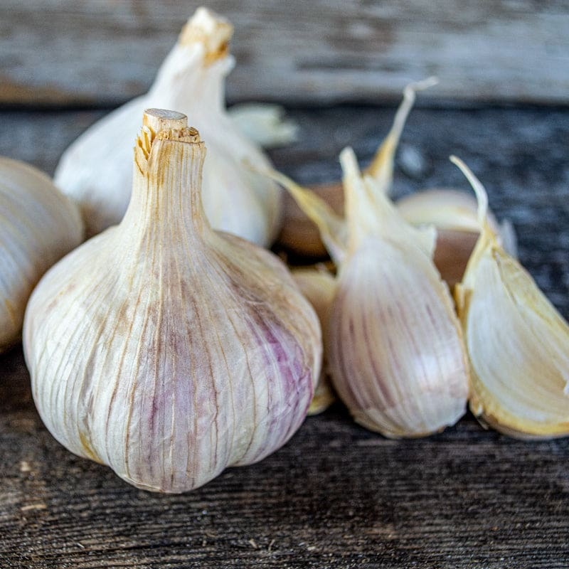 Hardneck Garlic-Bavarian Purple (Fall Planting)