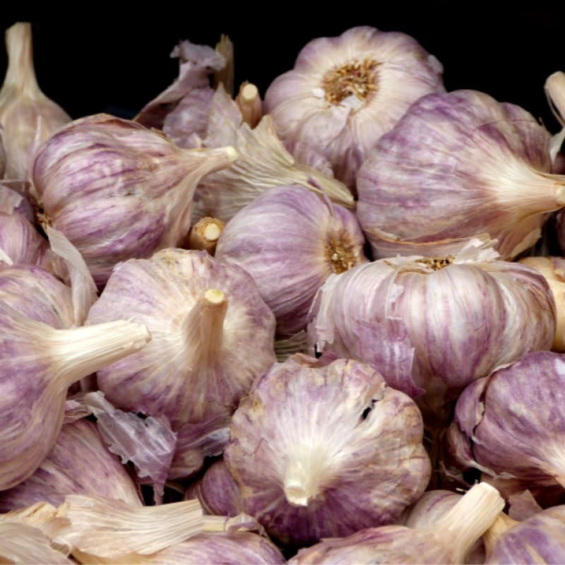 Hardneck Garlic-Deerfield Purple (Fall Planting)