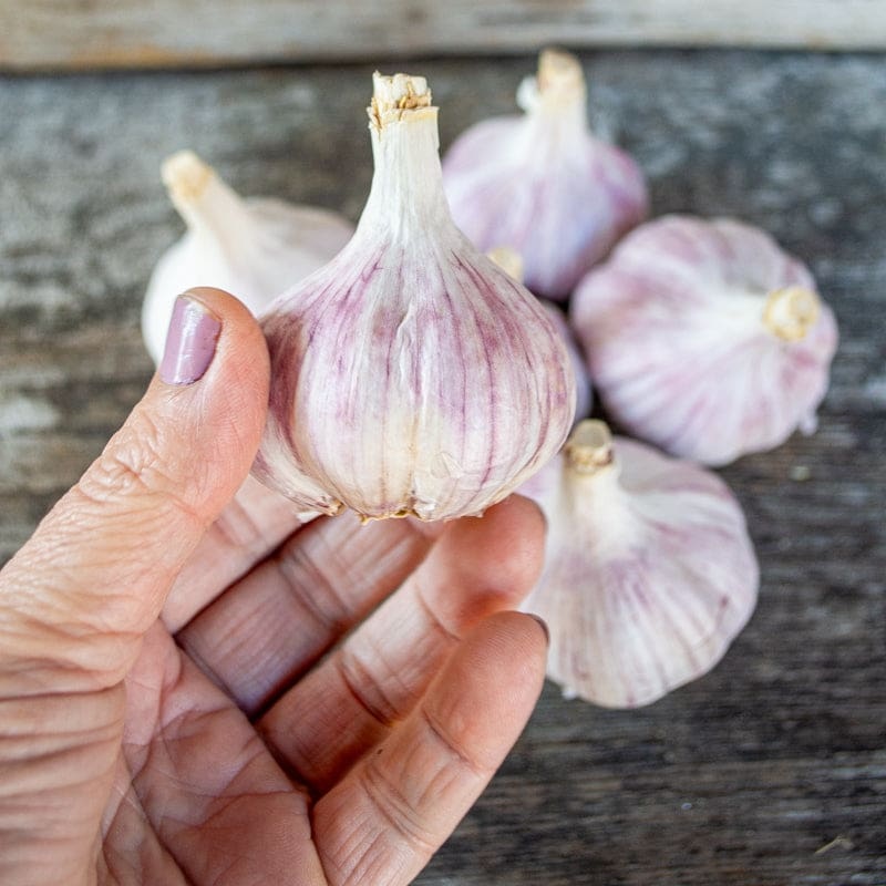 Hardneck Garlic- Duganski (Fall Planting)