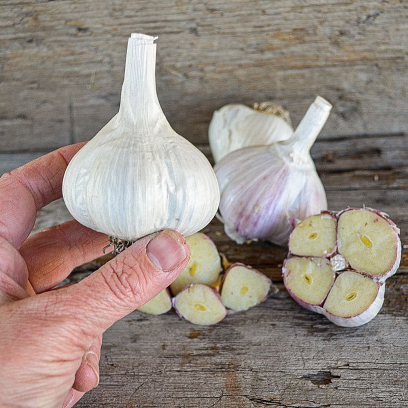 Hardneck Garlic- German White (Fall Planting)