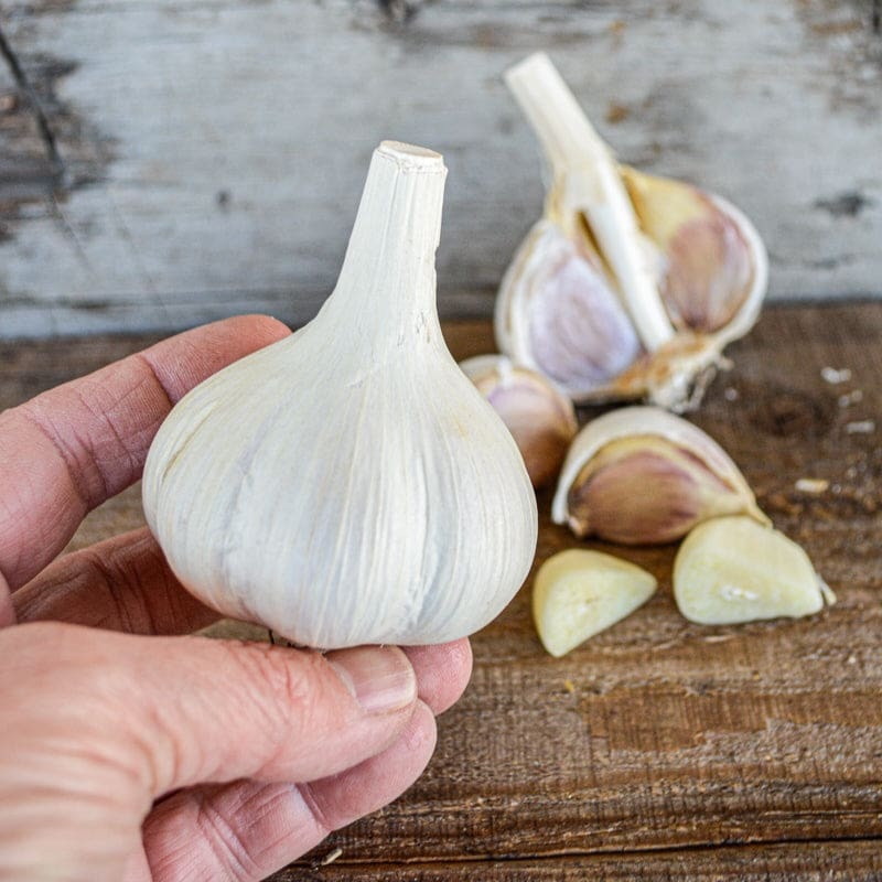 Hardneck Garlic-Leningrad (Fall Planting)