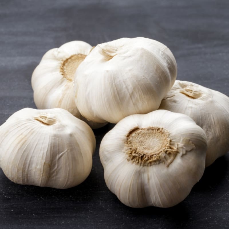 Hardneck Garlic-Montana Giant (Fall Planting)