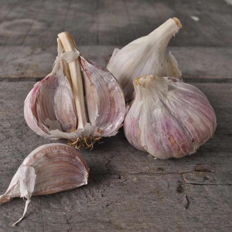 Hardneck Garlic – Music (Fall Planting)