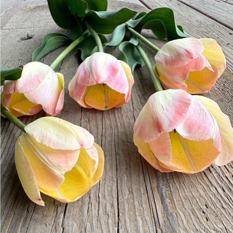 Jade Maiden Tulip