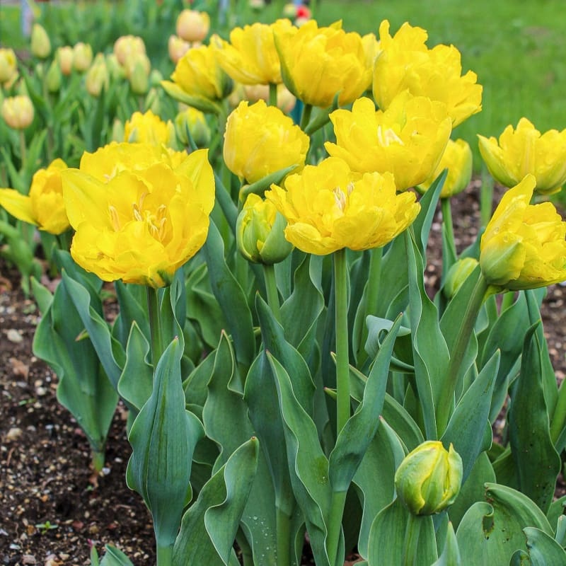 Marie Jo Tulip