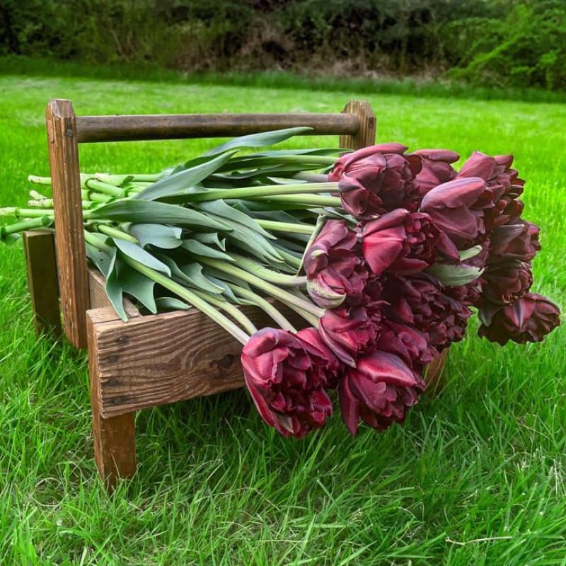 Palmyra Tulip